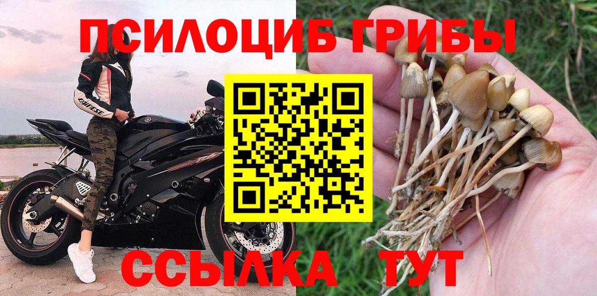 Галлюциногенные грибы Cubensis Нерюнгри