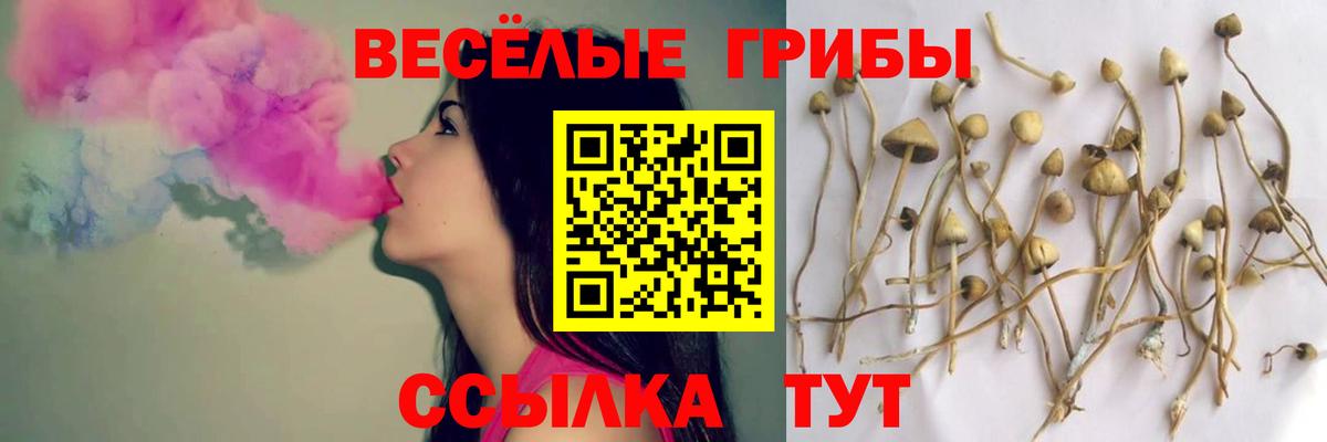 Псилоцибиновые грибы мицелий  Нерюнгри 